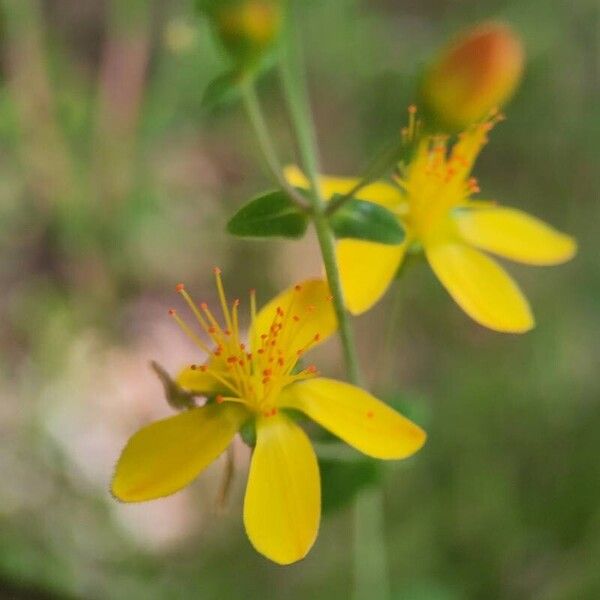 Hypericum pulchrum Flower