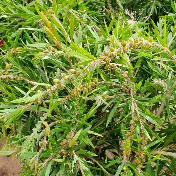 Melaleuca viminalis Plante entière