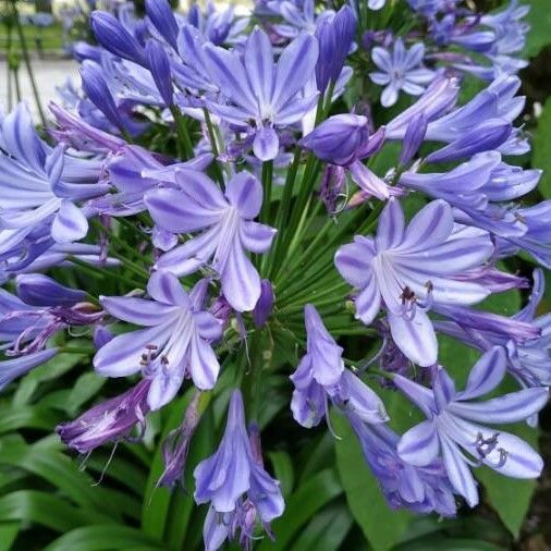 Agapanthus praecox Květ