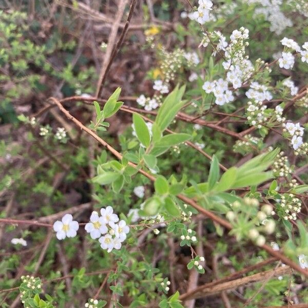 Spiraea thunbergii Lehti