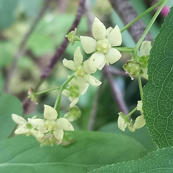 Euonymus latifolius Flower