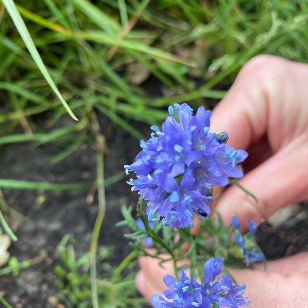 Gilia capitata Flower