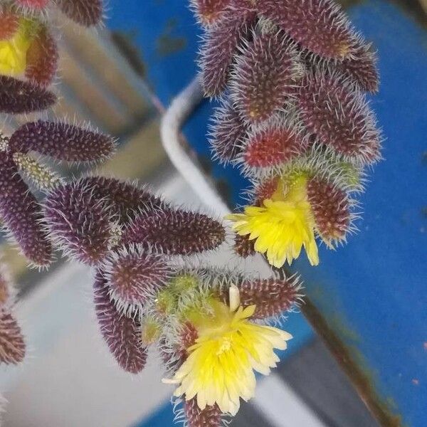 Delosperma echinatum Cvet