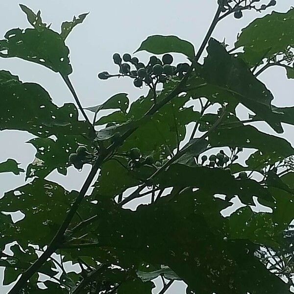 Solanum paniculatum ഫലം