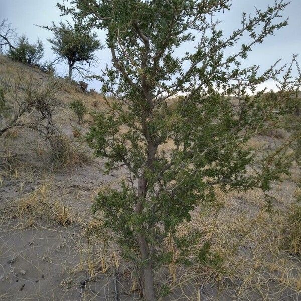 Schinus johnstonii