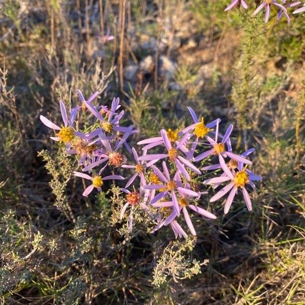 Galatella sedifolia Květ