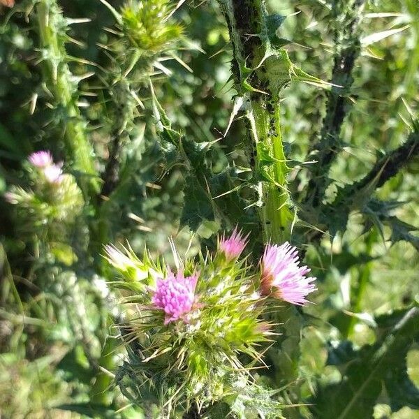 Carduus tenuiflorus Flower