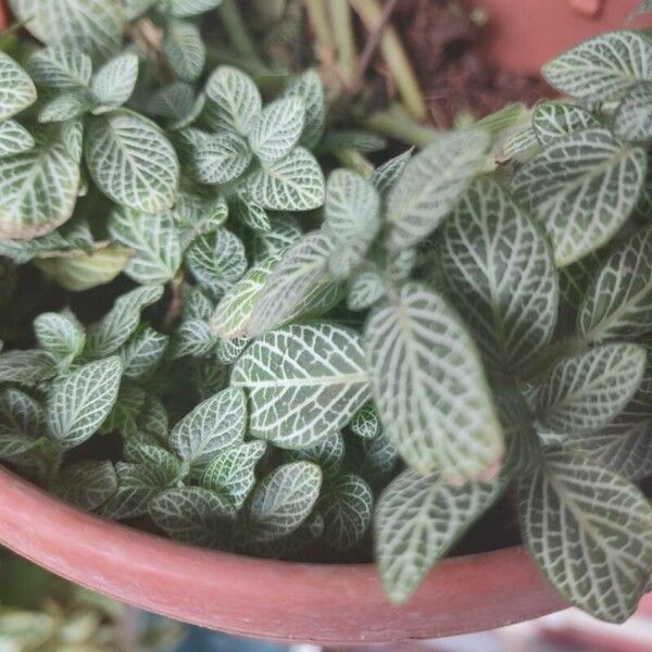 Fittonia albivenis Deilen