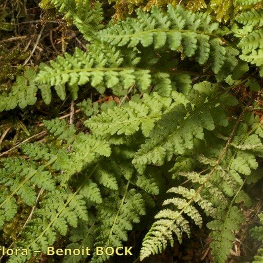 Woodsia ilvensis 形态