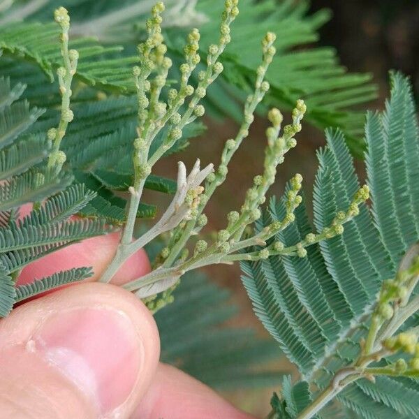 Acacia dealbata Flower