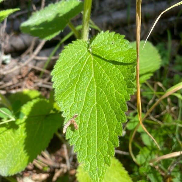 Stachys alpina Leaf