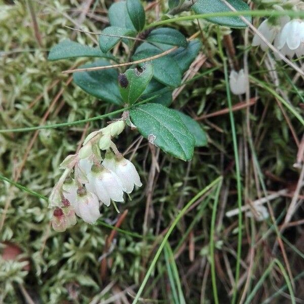 Vaccinium vitis-idaea Flor