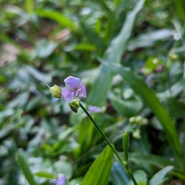 Murdannia nudiflora Çiçek