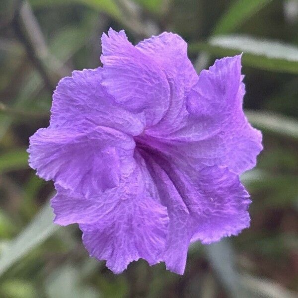 Ruellia simplex Květ