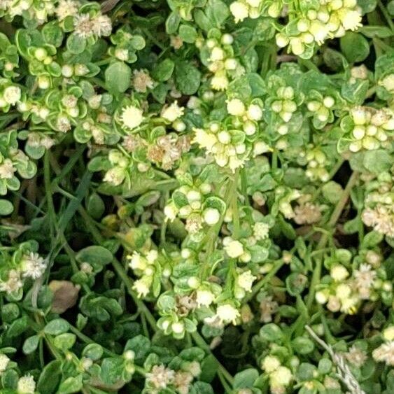 Baccharis pilularis Кветка