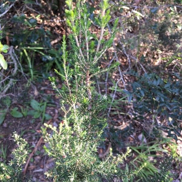 Erica arborea Leaf