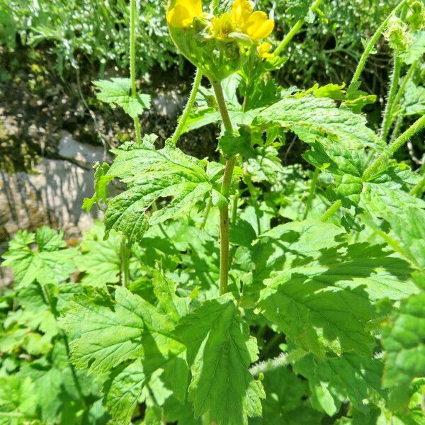 Geum macrophyllum অভ্যাস