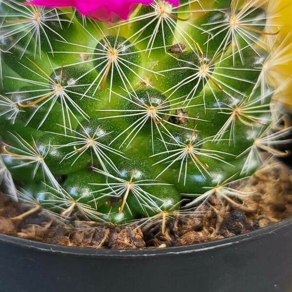 Mammillaria hahniana Leaf