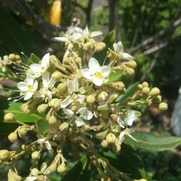 Cossinia pinnata Fiore