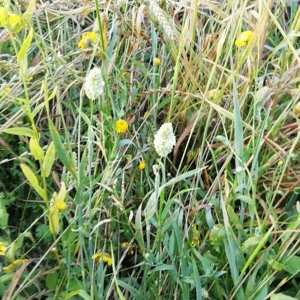 Phalaris minor Celota