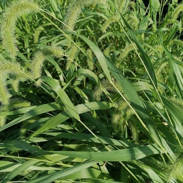 Setaria faberi Leaf