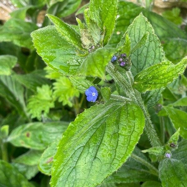 Pentaglottis sempervirens Leaf