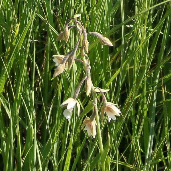 Epipactis palustris Квітка
