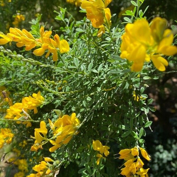 Genista monspessulana 花