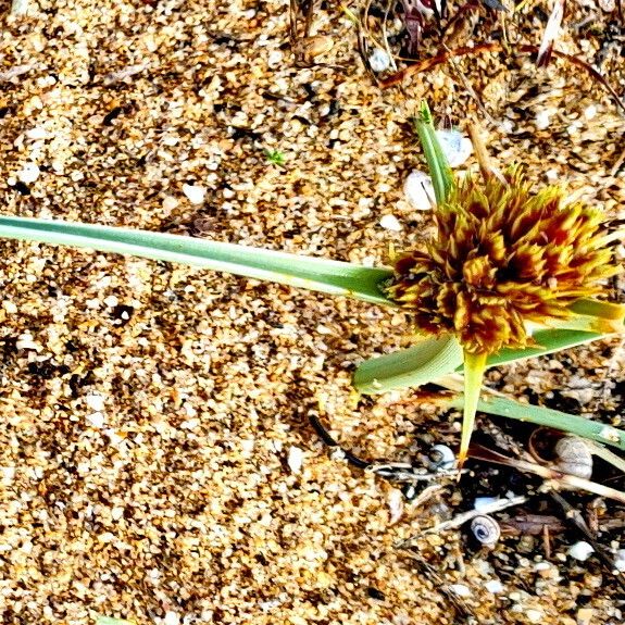 Cyperus capitatus Flower