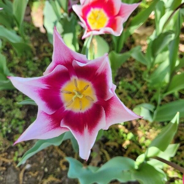 Tulipa didieri Floare