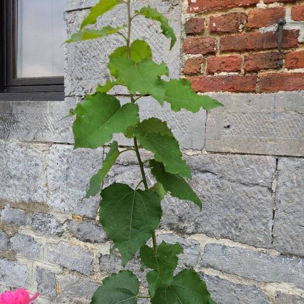 Populus tremula Hoja