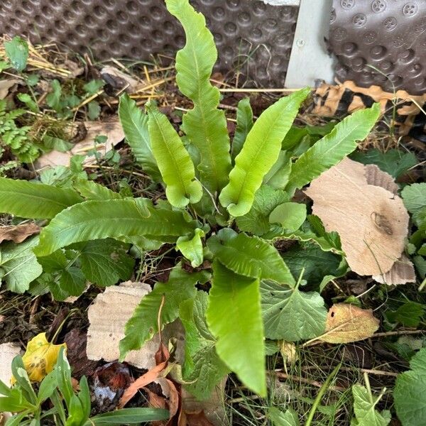 Asplenium scolopendrium Pokrój