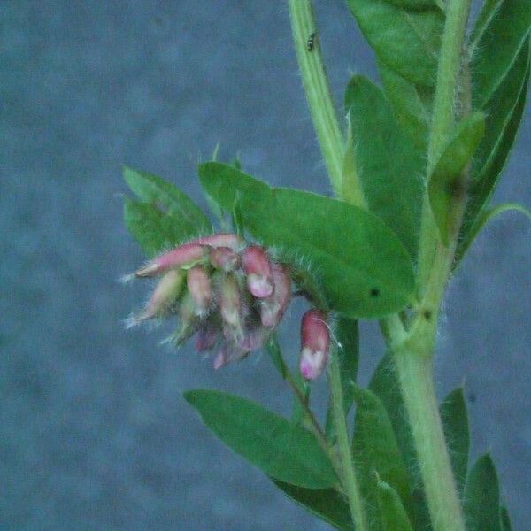 Vicia orobus Други