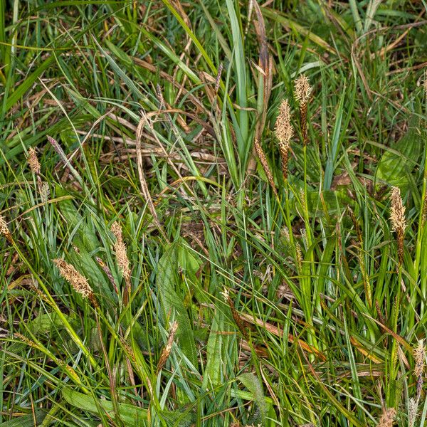 Carex caryophyllea Habitatea