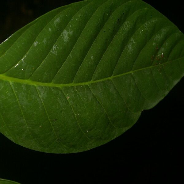 Tabernaemontana pauli Leaf