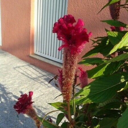 Celosia cristata Lorea