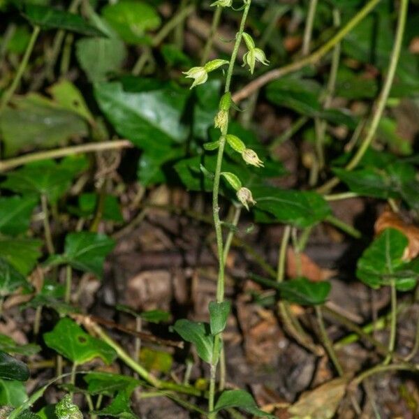 Epipactis albensis Habitat