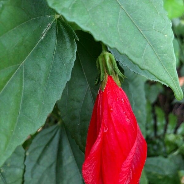 Malvaviscus penduliflorus Flower