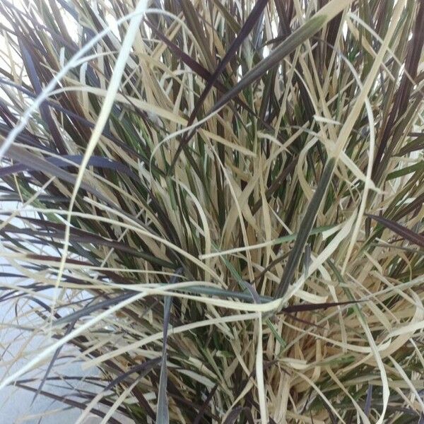 Pennisetum purpureum Leaf