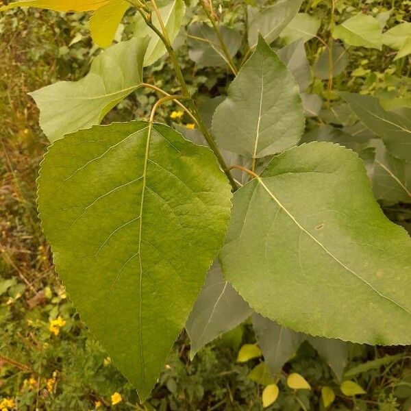 Populus tristis পাতা