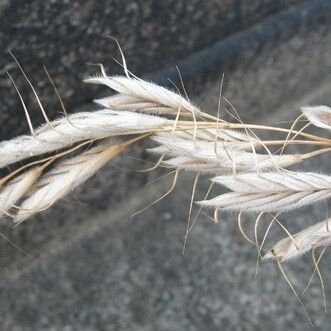 Bromus lanceolatus Fruit