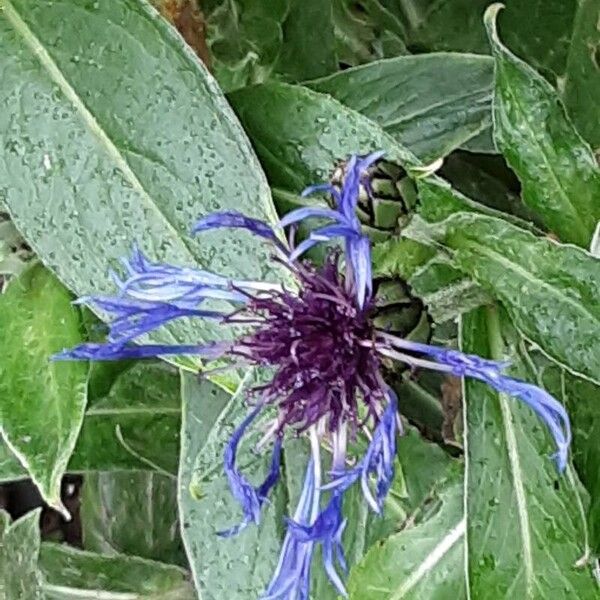 Centaurea triumfettii Flower