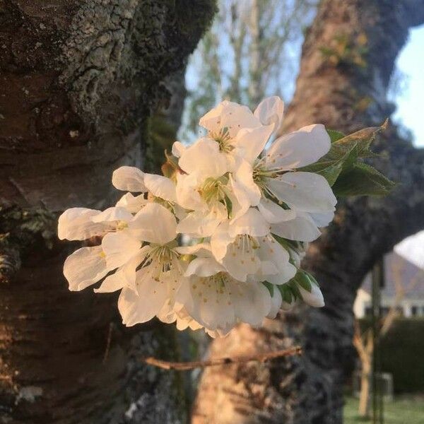 Prunus × gondouinii Flor