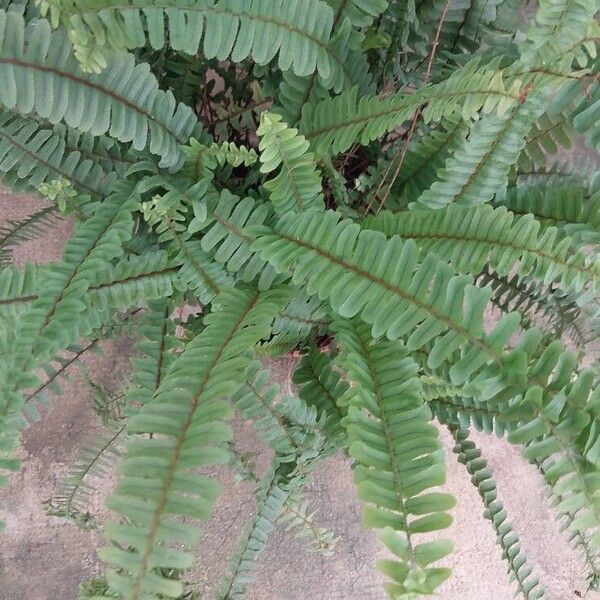 Nephrolepis cordifolia Blatt