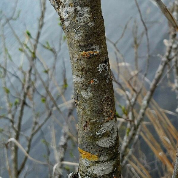 Salix myrsinifolia Kora