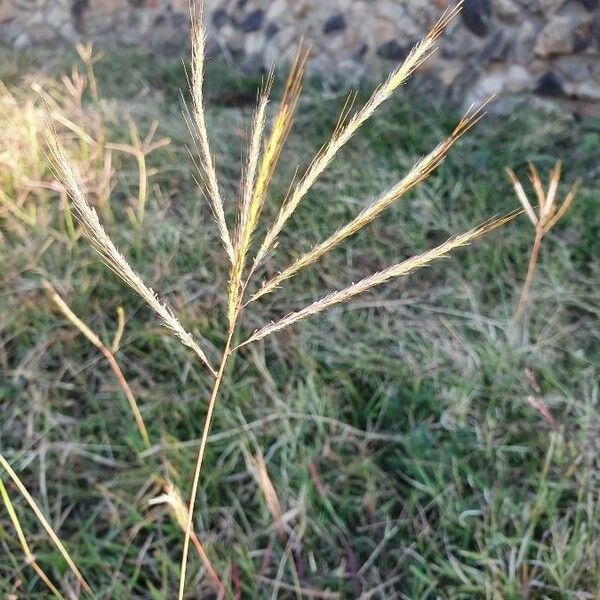 Bothriochloa insculpta Flower