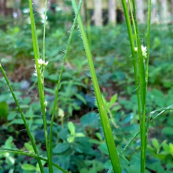 Luzula luzuloides Flower