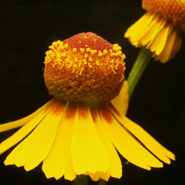 Helenium elegans Kvet