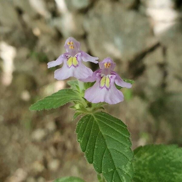 Galeopsis ladanum Цвят