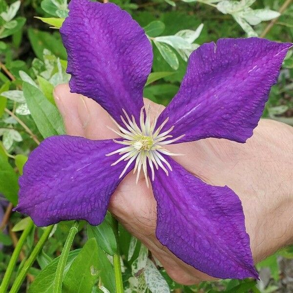 Clematis viticella Blomma